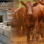 The Kosher Red Heifer Is The Missing Piece in the Prophetic Puzzle, And It Could Already Be Here! – Olivier Melnick