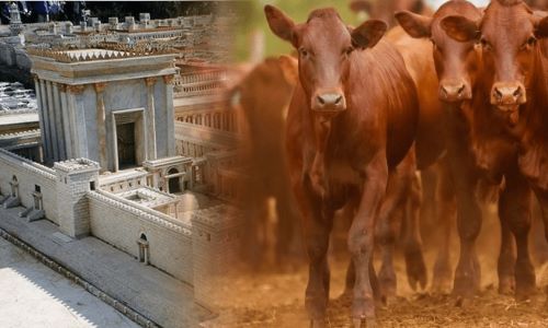 Cows standing near a temple-style building - when will the antichrist be revealed